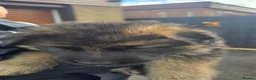 German Shepherd dogs for sale: This is a presale post for now  - Advert 28