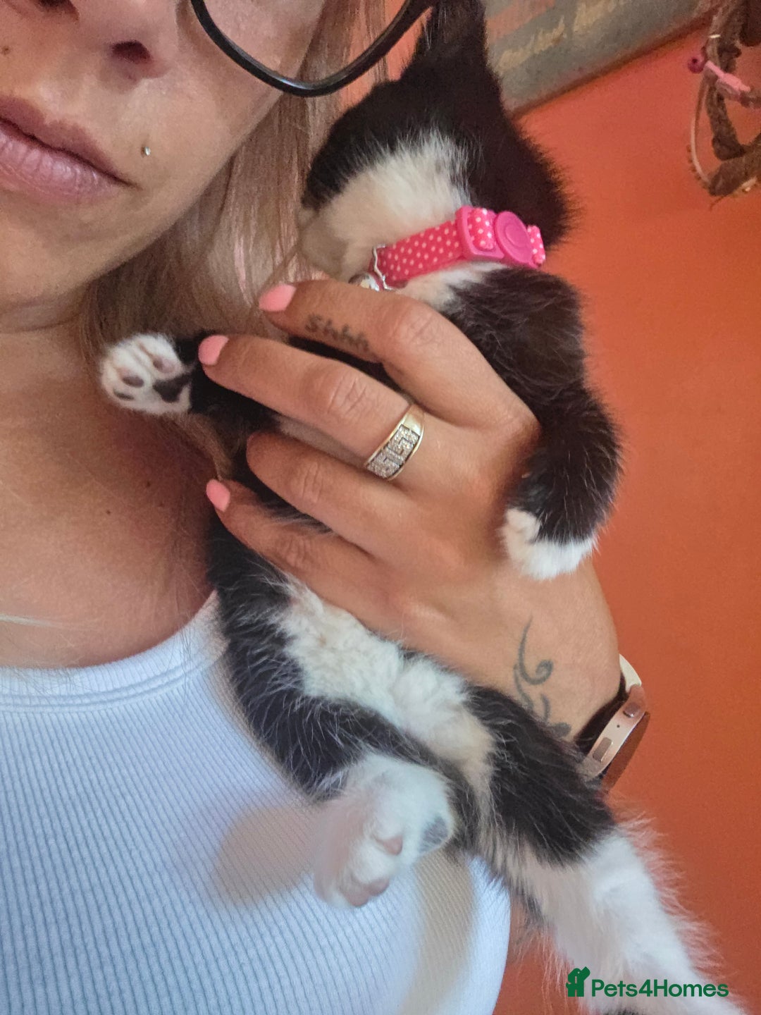 Maine Coon cats for sale: Stunning maincoon cross kittens  - Image 12