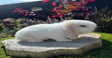 Mini Lop rabbits - Advert 7