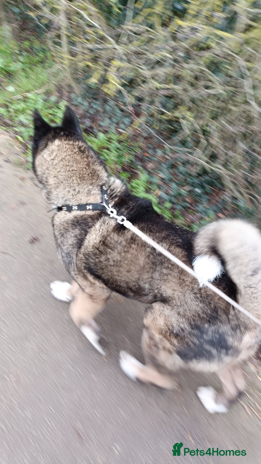 Akita dogs for sale: Loving home required  - Advert 1