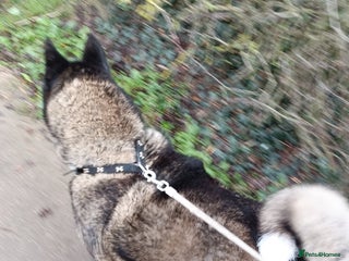 Akita dogs Loving home required - Advert 2