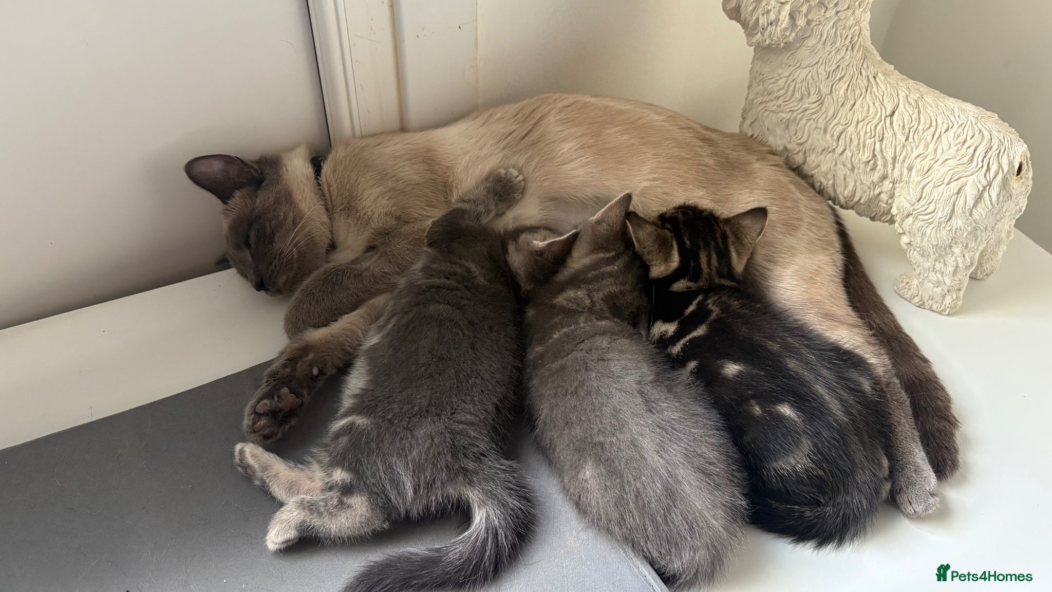 Mixed Breed cats Burmese  - Advert 1