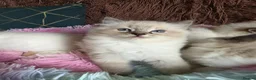 Ragdoll cats for sale: GCCF Registered Gorgeous Kittens  - Advert 9
