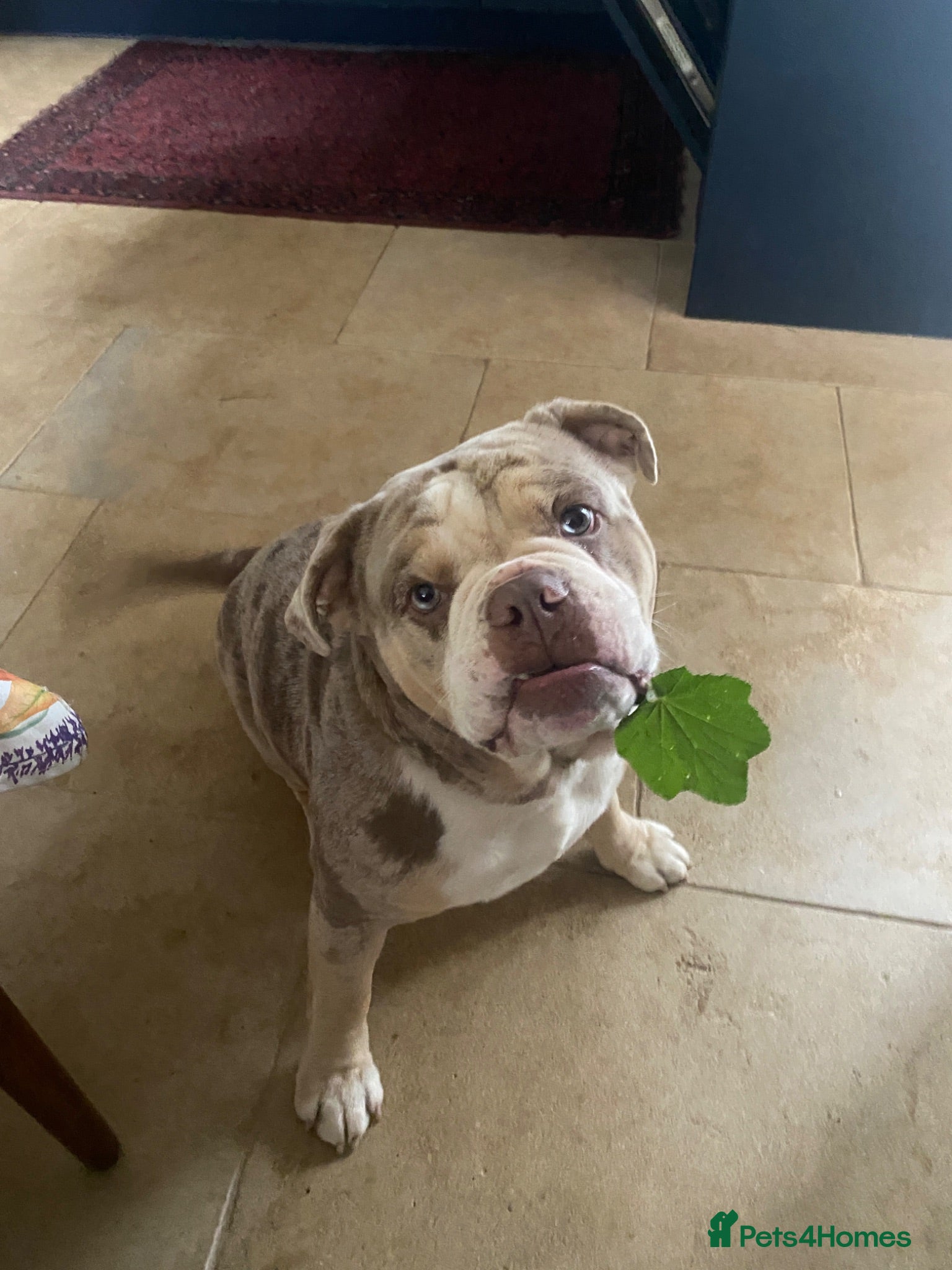 Mixed Breed dogs Mix English bulldog boy - Advert 3