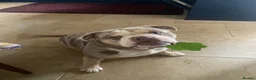 Mixed Breed dogs for sale: Mix English bulldog boy - Advert 1
