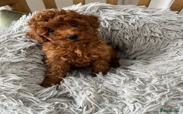 Toy Poodle dogs for sale: Toy Poodles - Image 3