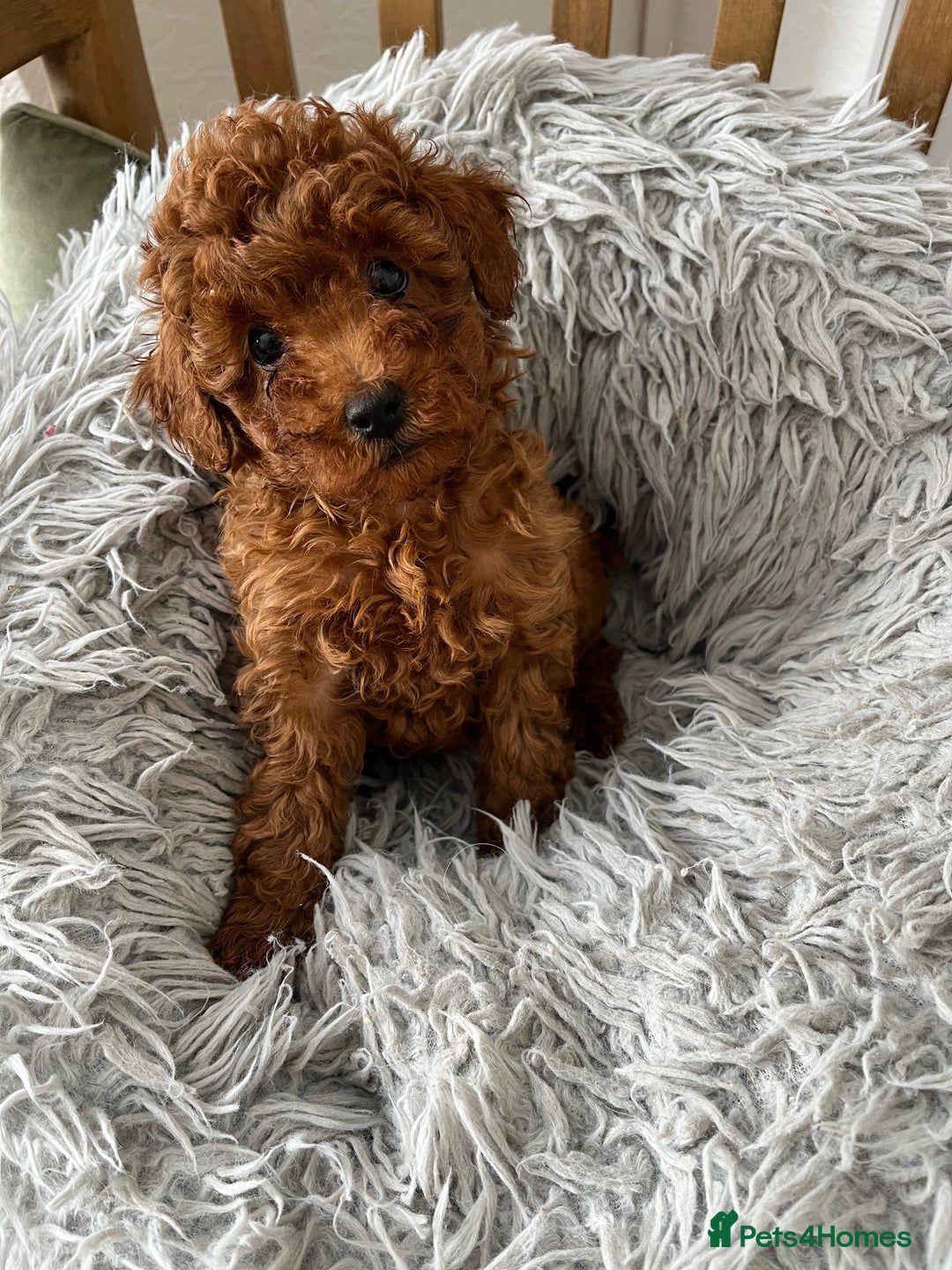 Toy Poodle dogs for sale: Toy Poodles - Image 3