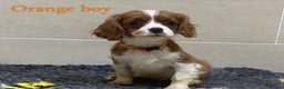 Cavalier King Charles Spaniel dogs for sale: Cavalier King Charles  - Advert 6