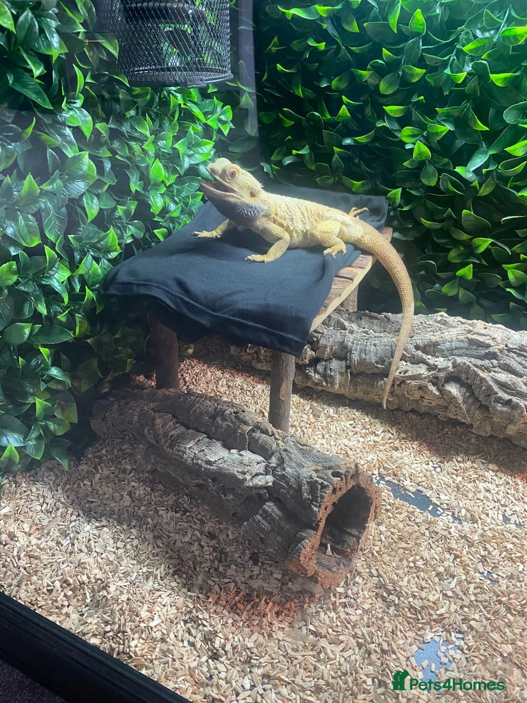 Bearded Dragon reptiles for sale: Bearded Dragon in Corby - Advert 2