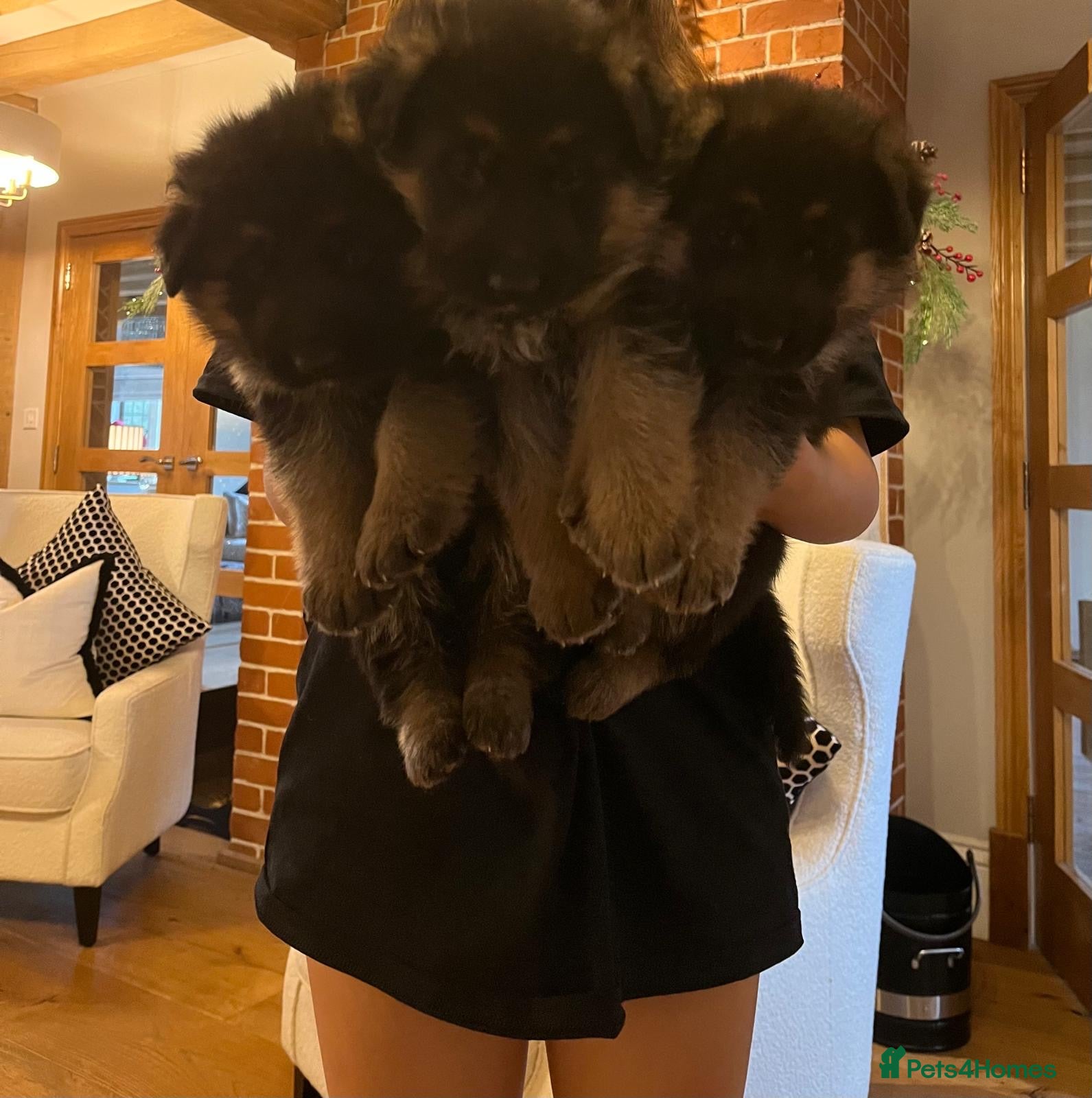 German Shepherd dogs German Shepherd Puppies Family-Raised 🐾 - Advert 4