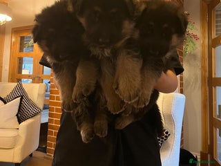 German Shepherd dogs German Shepherd Puppies Family-Raised 🐾 - Advert 14