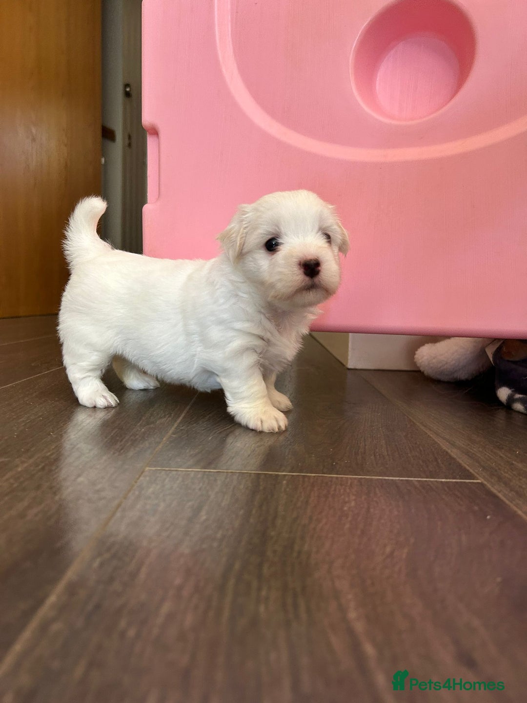 Coton De Tulear dogs for sale: 2 Stunning coton de Tulear girls - Image 2