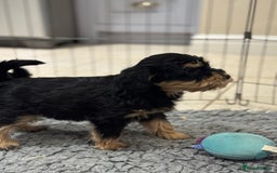 Schnoodle dogs for sale: Stunning Schnoodles, heath tested  - Image 31