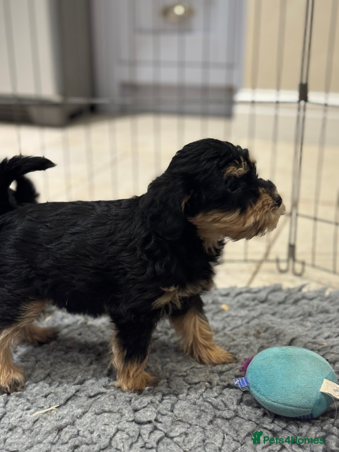 Schnoodle dogs for sale: Stunning Schnoodles, heath tested  - Image 31