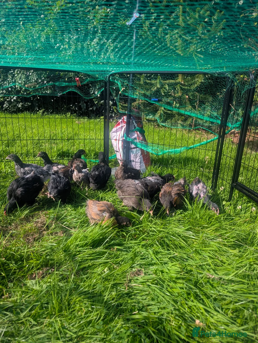 Mixed Breed poultry for sale: Pekin Bantom Hens and Cockerels in Stoke-on-Trent - Advert 1