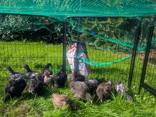 Mixed Breed poultry for sale: Pekin Bantom Hens and Cockerels - Advert 2