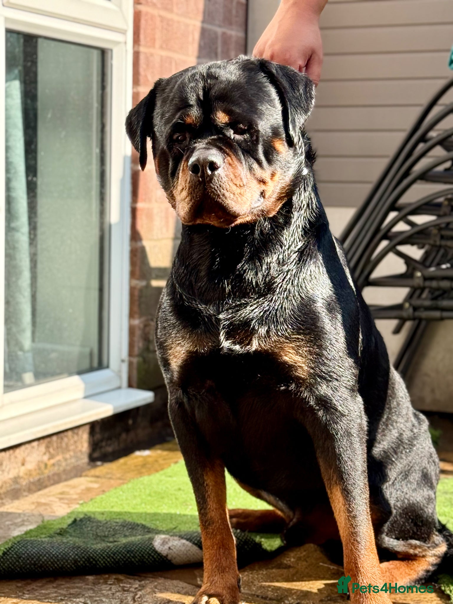 Rottweiler dogs PUREBREAD ROTTWEILER MALE FOR STUD !! - Advert 1