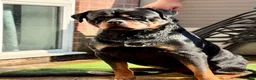 Rottweiler dogs for stud: PUREBREAD ROTTWEILER MALE FOR STUD !! - Advert 1