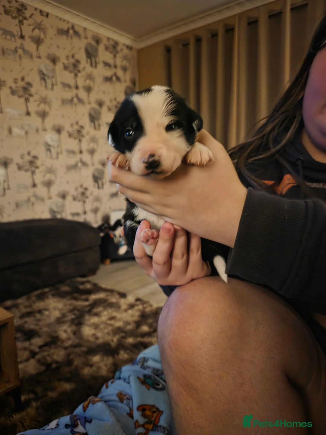Mixed Breed dogs for sale: Gorgeous border collie cross puppies - Advert 2