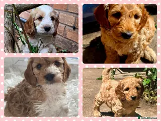 Cockapoo dogs for sale: Health Tested Cockapoo Puppies - Advert 1
