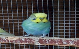 Budgerigars birds for sale: Young budgies for sale £20 sandbach cheshire - Image 7
