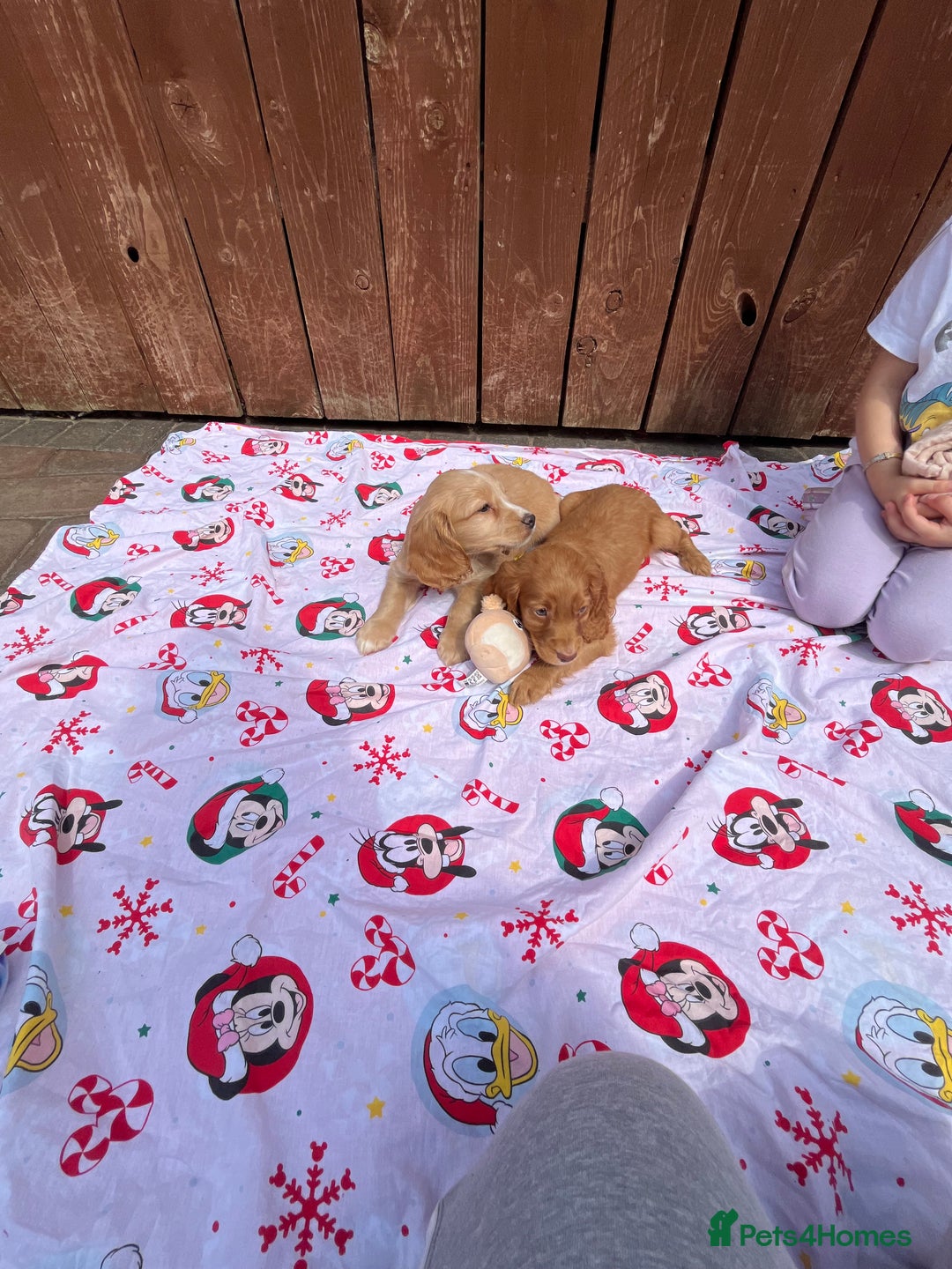 Cocker Spaniel dogs for sale: Beautiful cocker spaniel puppies  - Image 10