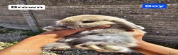 Mini Lop rabbits for sale: Pure breed Mini lop Rabbits for sale - Advert 1