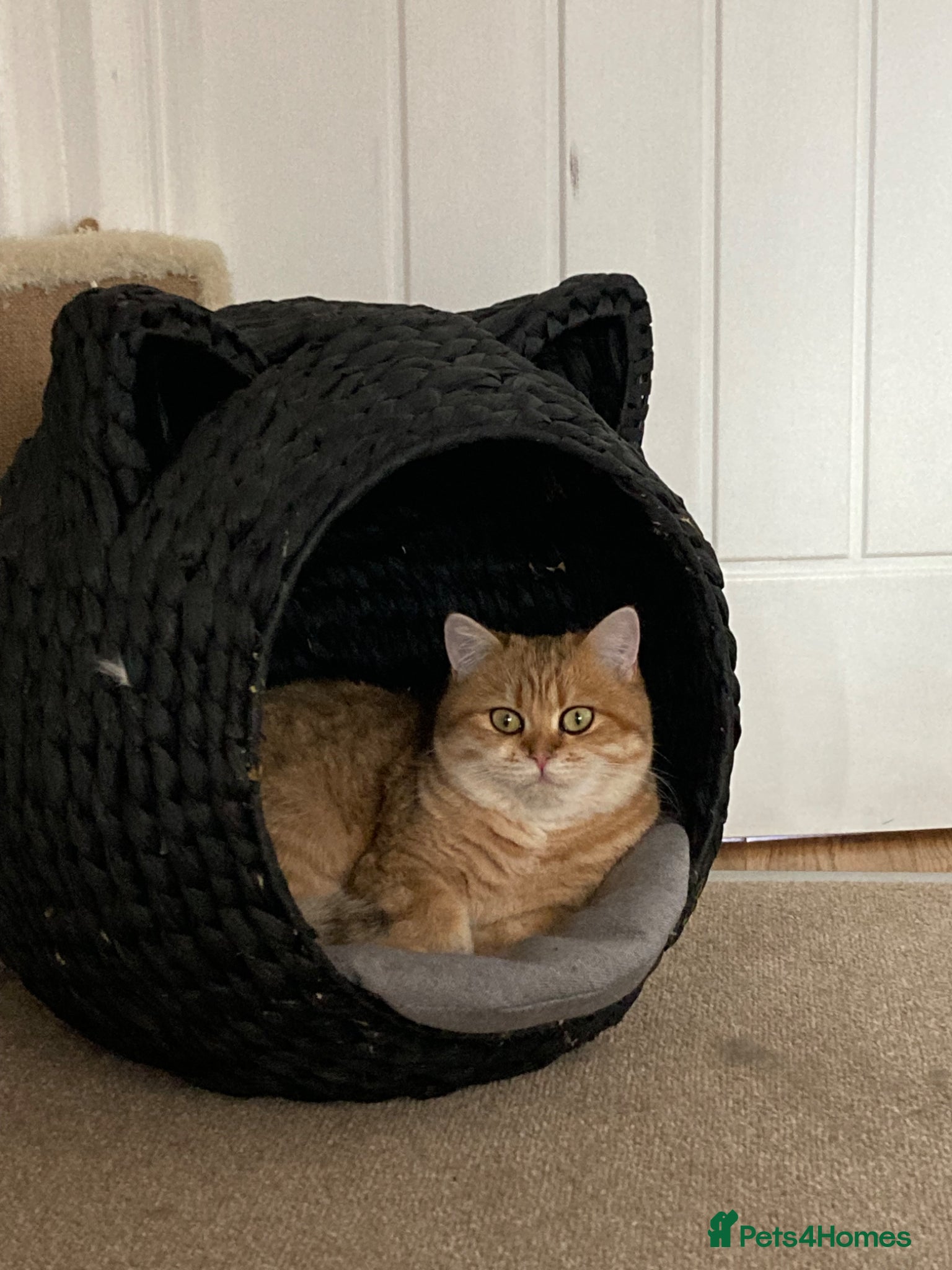 British Shorthair cats BSH golden Retired Queen rehome  - Advert 1