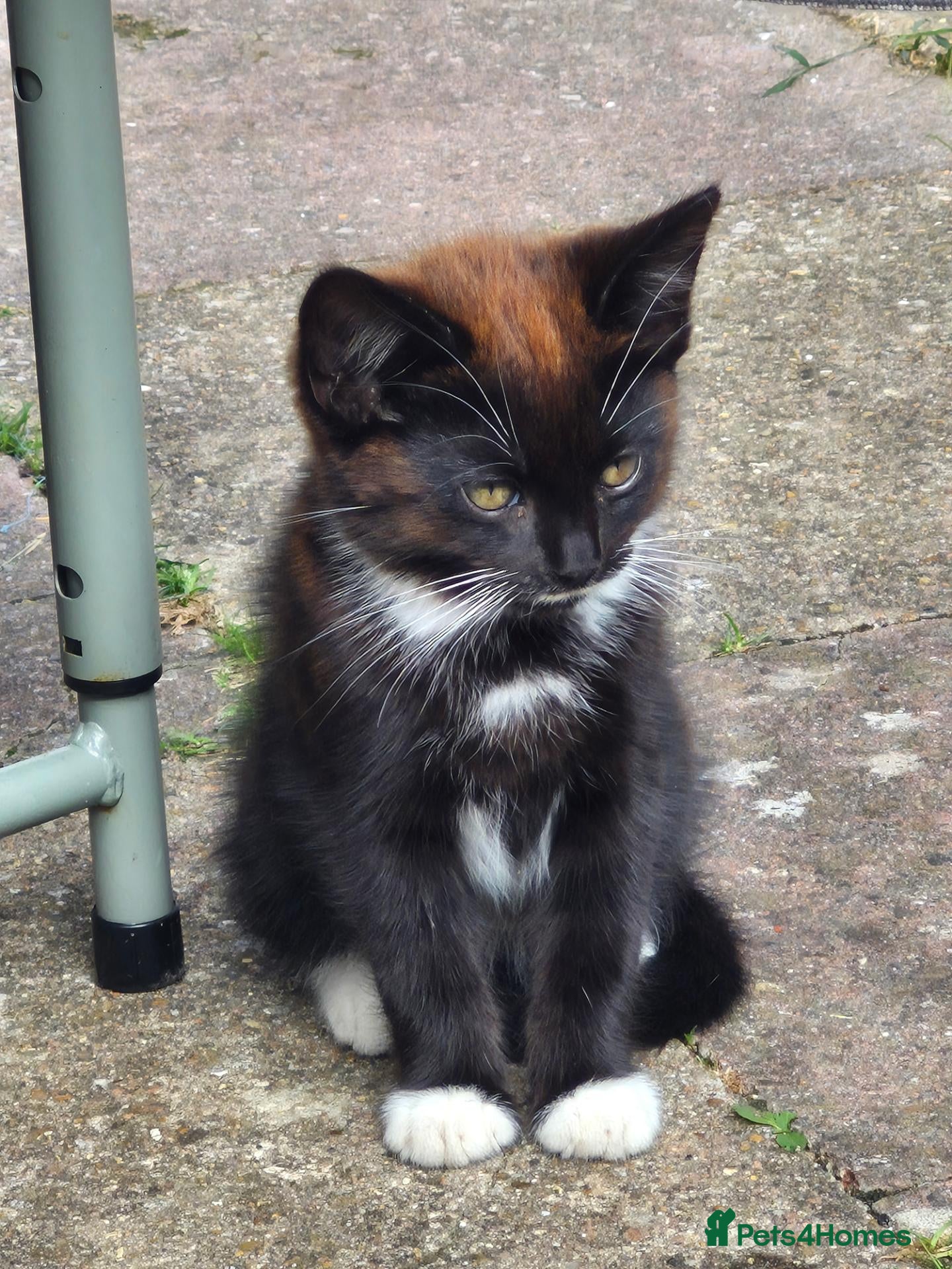 Domestic Shorthair cats Beautiful Female Black & Brown Tuxedo Kitten - Advert 4