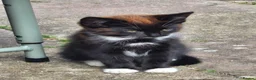 Domestic Shorthair cats for sale: Beautiful Female Black & Brown Tuxedo Kitten - Advert 1