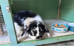 Mini Lop rabbits for sale: Male mini lop rabbit  - Image 11