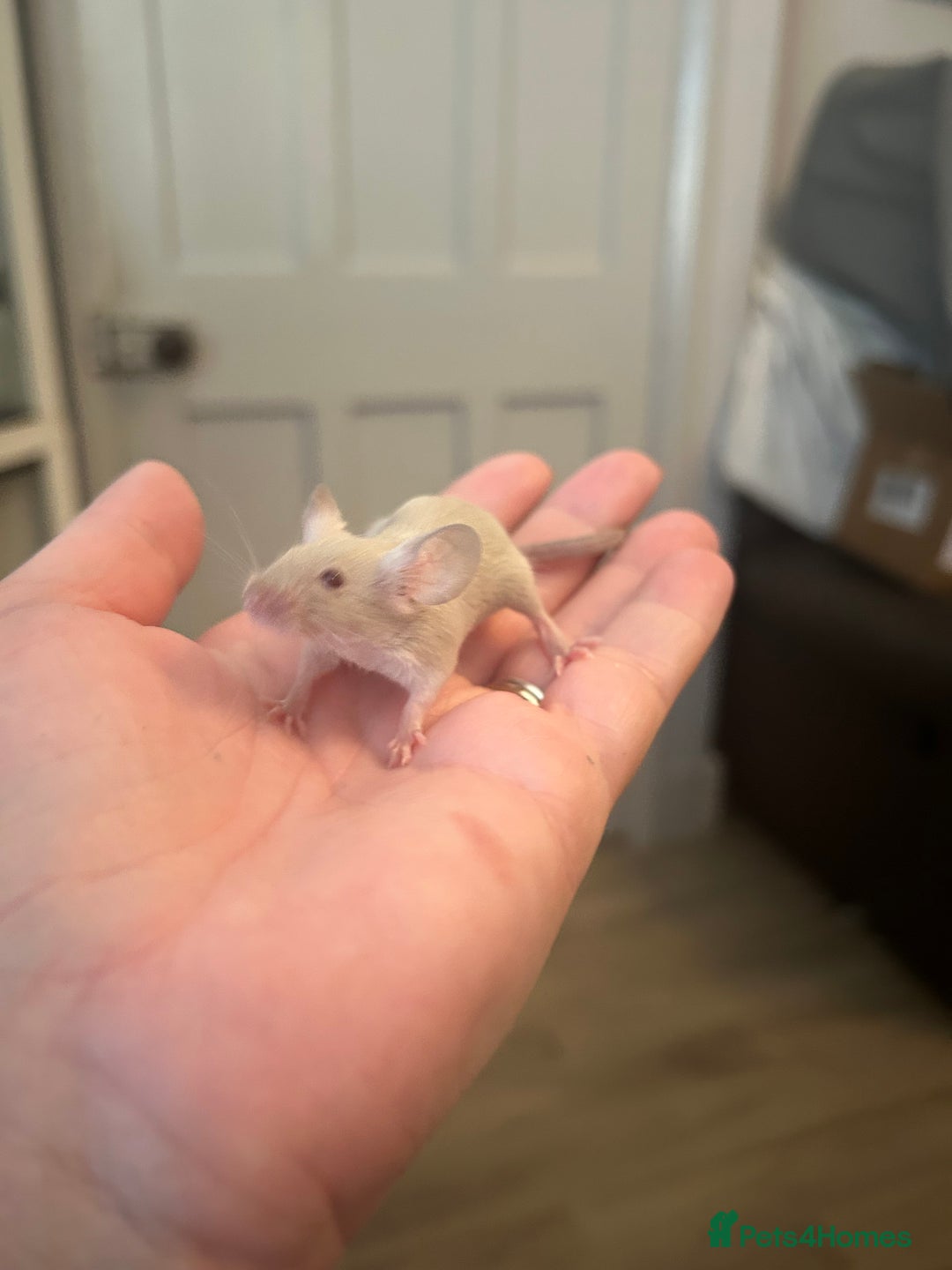 Mouse rodents for sale: Siamese baby mice  - Image 7