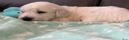 Golden Retriever dogs for sale: KC Old English Cream Golden Retriever Puppies  - Advert 8