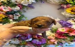 Cavapoo dogs for sale: STUNNING DEEP RED CAVAPOO PUPPIES  - Image 26