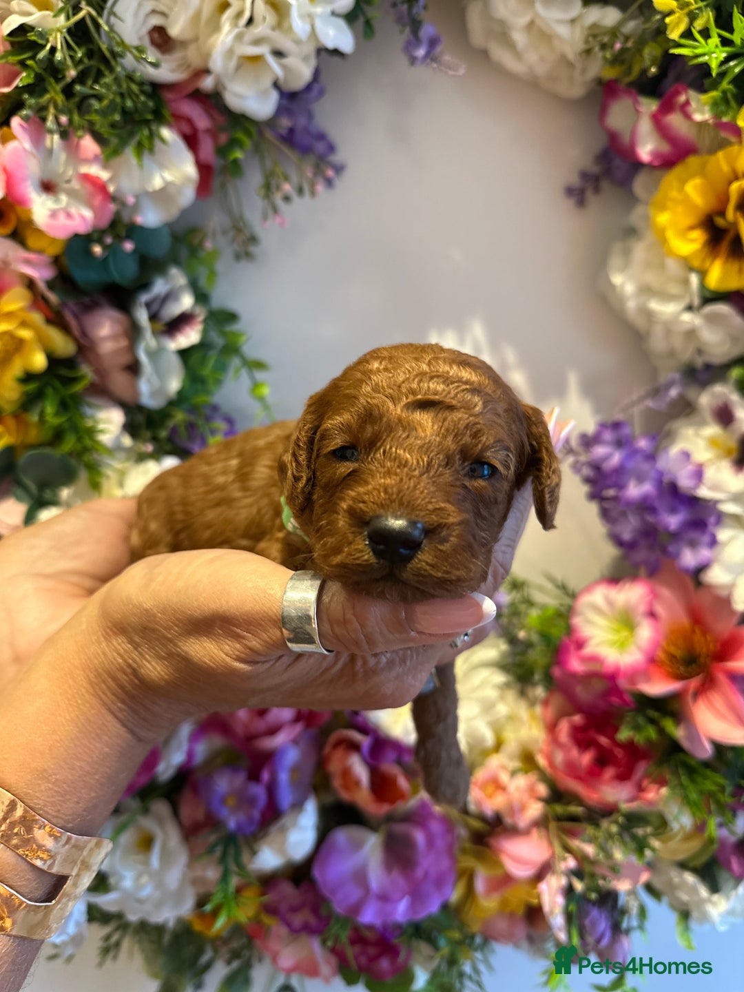 Cavapoo dogs for sale: STUNNING DEEP RED CAVAPOO PUPPIES  - Image 26
