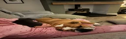 English Bulldog dogs for sale: Missy- English bulldog - Advert 10
