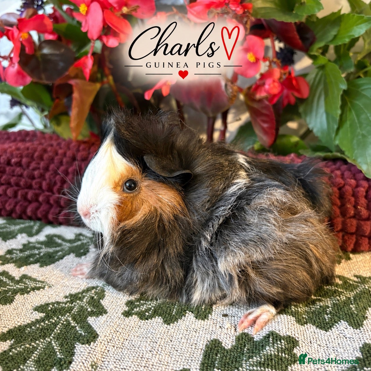 Guinea Pig rodents for sale: Lots of Female Guinea Pigs for sale  - Advert 1