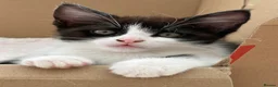 Mixed Breed cats for sale: Half Maine Coon Kittens - Beautiful Pair 🐾 - Advert 8