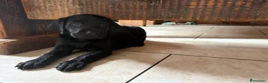 Labrador Retriever 1