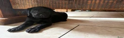 Labrador Retriever dogs for sale: Health Tested IGL Champion Bred Labrador Puppies  - Advert 29