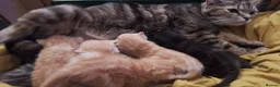 Mixed Breed cats for sale: 6 beautiful kittens  - Advert 6