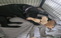 Labrador Retriever dogs for sale: Labrador puppies  - Image 1