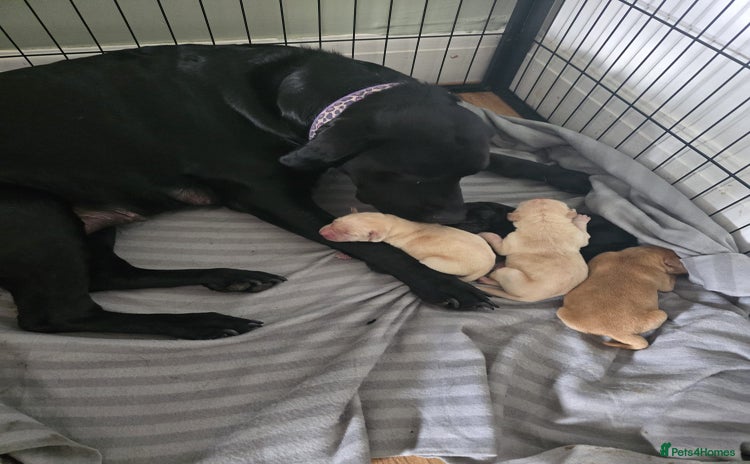Labrador Retriever dogs - Advert 11