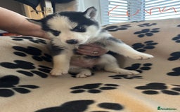 Siberian Husky dogs for sale: Gorgeous huskies puppies for sale! - Image 8