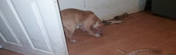 Staffordshire Bull Terrier dogs for stud: Proven Staffordshire Bull Terrier Stud – Brindle in Doncaster - Advert 9