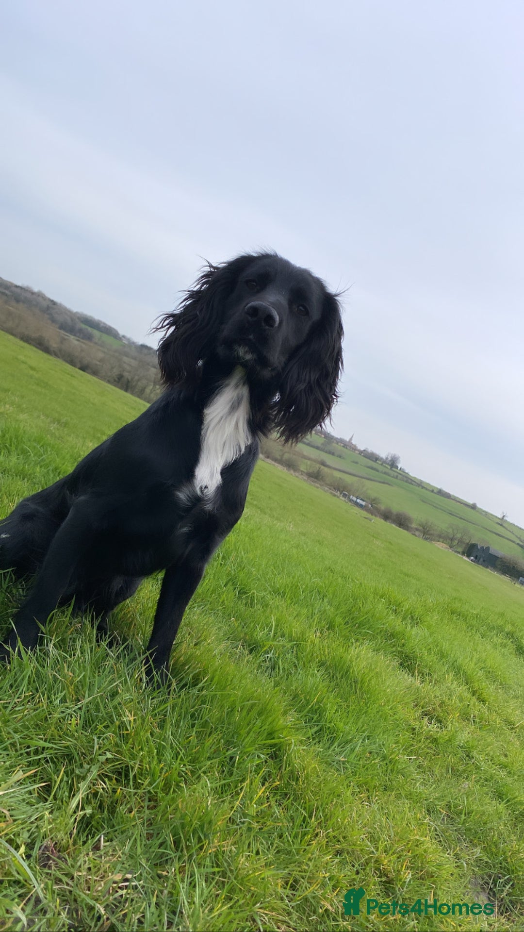 Cocker Spaniel dogs for stud: Working cocker spaniel for stud  in Southam - Advert 5