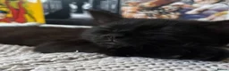 Mixed Breed cats for sale: Beautiful litter of kittens in Bournemouth - Advert 12