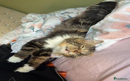 Maine Coon cats for sale: Casper  - Image 7