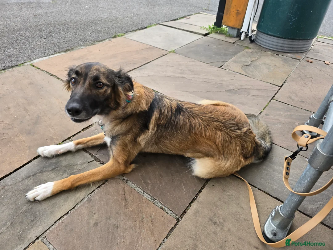 Mixed Breed dogs for stud: Looking to breed my female dog - Advert 4