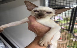 Siamese cats for sale: SIAMESE and ORIENTAL KITTENS - Advert 16